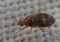 Cardiastethus fasciiventris