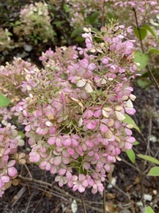 Hydrangea paniculata