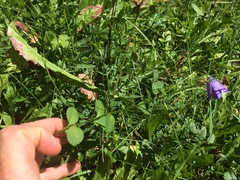 Campanula rhomboidalis