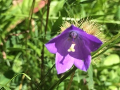 Campanula rhomboidalis