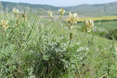 Astragalus glaucus
