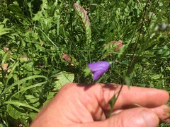 Campanula rhomboidalis