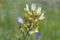 Astragalus glaucus