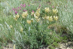 Astragalus glaucus
