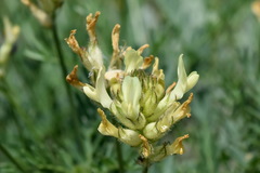 Astragalus glaucus