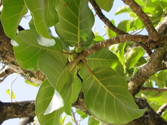 Ficus lutea