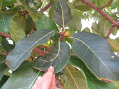 Ficus lutea