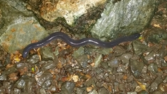 Dermophis mexicanus