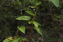 Muehlenbeckia tamnifolia