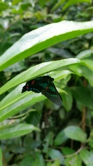 Ancyluris jurgensenii jurgensenii