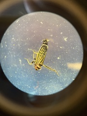 Amblysellus curtisii