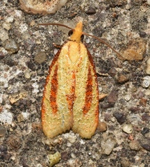 Sparganothis bistriata
