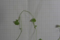 Hesperocodon hederaceus