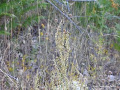 Rumex papillaris