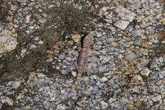 Phyllodactylus unctus