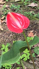 Anthurium andraeanum
