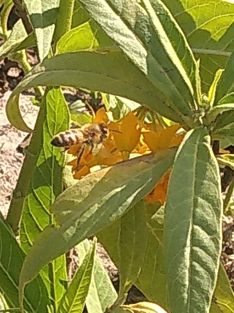 Western Honey Bee from Urb San Borja, San Borja, Perú on September 27 ...
