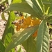 photo of Western Honey Bee (Apis mellifera)