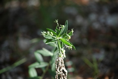 Ditaxis simulans