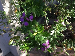 Polygala myrtifolia