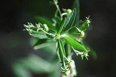 Ditaxis simulans