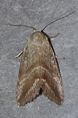 Phyllophila obliterata