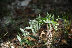 Ditaxis simulans