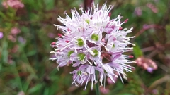 Allium ericetorum