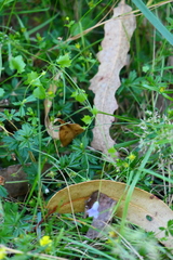 Hesperocodon hederaceus