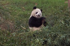 Ailuropoda melanoleuca