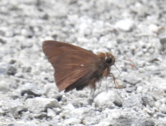 Hasora anura