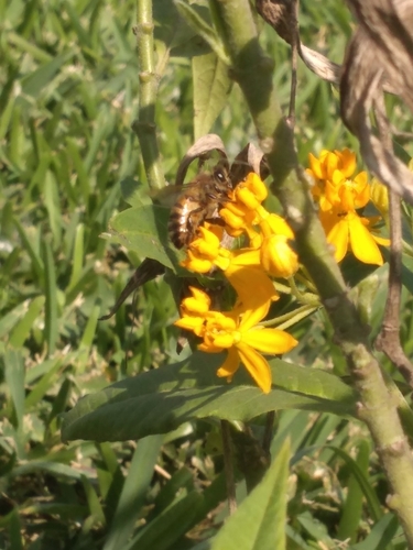 photo of Western Honey Bee (Apis mellifera)