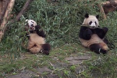 Ailuropoda melanoleuca