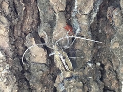 Neoptychodes trilineatus