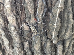 Neoptychodes trilineatus