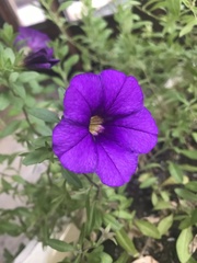 Calibrachoa excellens