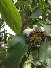 Passiflora actinia