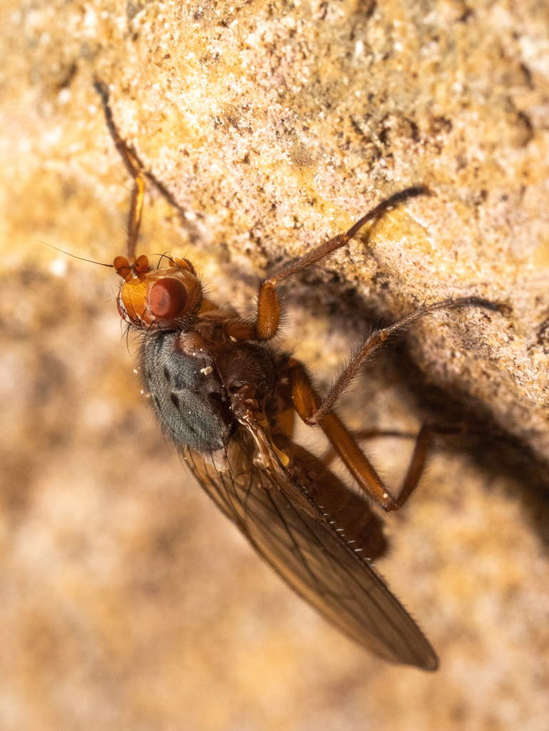 Scoliocentra