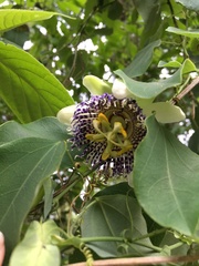 Passiflora actinia