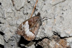 Hipparchia syriaca