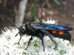 Pygodasis ephippium ephippium