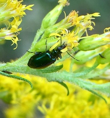 Lebia viridis