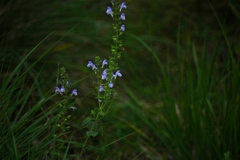 Scutellaria ovata bracteata