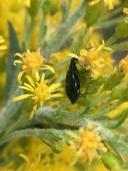 Lebia viridis