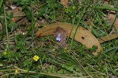 Hesperocodon hederaceus