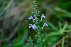Scutellaria ovata bracteata