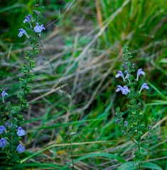 Scutellaria ovata bracteata
