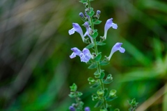 Scutellaria ovata bracteata