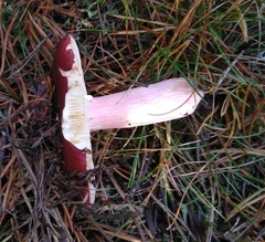 Russula paludosa