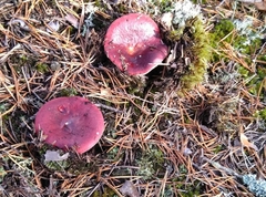 Russula paludosa